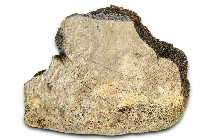 Fossil Tyrannosaur (T rex) Vertebra Section - Wyoming #382666